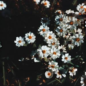 未尽花言 ～ Fading Words