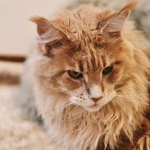 GDFR（叶力维CutePoison Future House Edit）