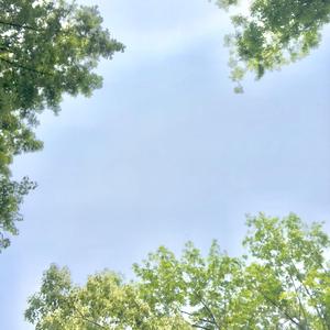 夏天的风（原唱：温岚 ）（翻自 火羊瞌睡了）