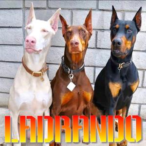 Ladrando (feat. Somerhuan & Domayornota)