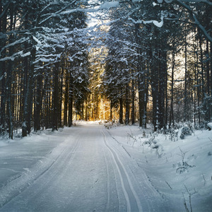 倾听踏雪听沉默的声音