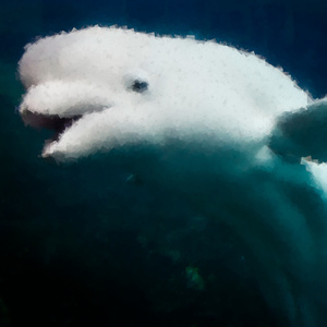 Beluga