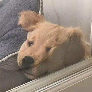 噢！乖（女声版）