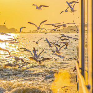 夕阳晚风里的无畏远奔