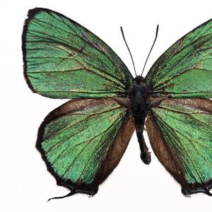 Omoide Dorobou (Bye2 Regret)