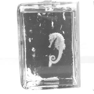 Из стеклянных стен