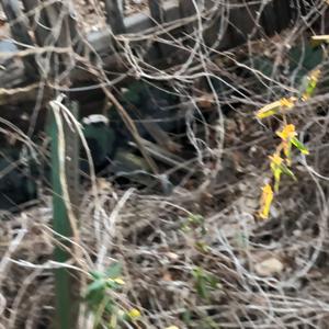 plainswalker (feat. 2007myspacegirl & chach)