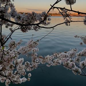 Efflorescent (Remastered)