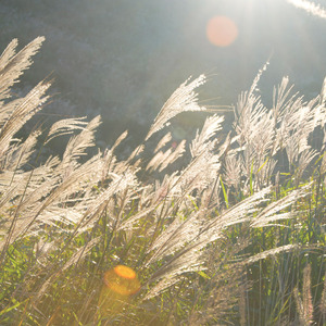 我们的生活充满阳光（Cover 甜蜜的事业）