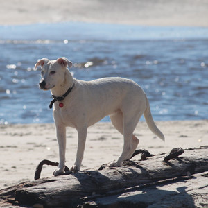 Jumps Fetch Flying Balls