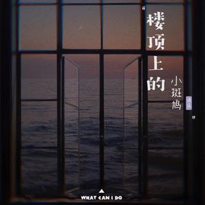 楼顶上的小斑鸠