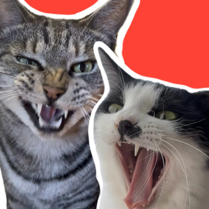 忍び寄る猫