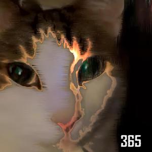 365