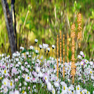 午枕觉来闻语鸟, 欹眠似听朝鸡早