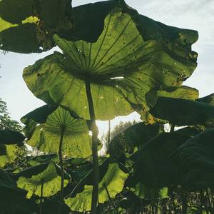 南山忆（翻自 李增lz）