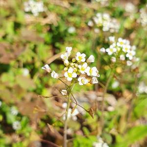 따스한 냉이꽃 (Cardamine)