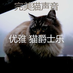 抚慰的睡猫回忆