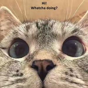 New Orleans (sped up)