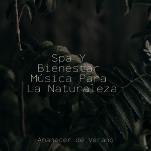 Lamentando Melodías de Tempestad