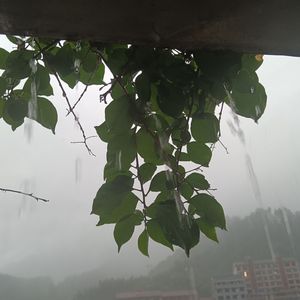 きりや（雾谷）