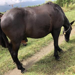 《种马》词曲唱