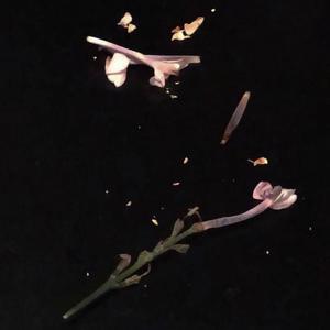 梅坞寻茶