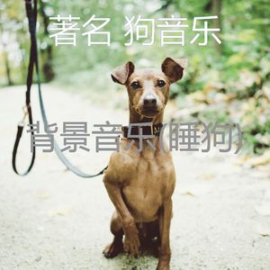 精力充沛(睡觉的小狗)