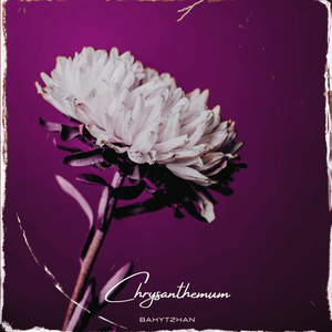 Chrysanthemum (Speed Up)