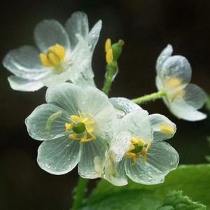 秋夜褪色海棠的寂寥之音