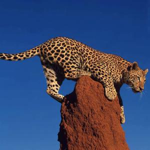 Alex Gaudino - Destination Calabria（垃圾堆电鳗 remix）