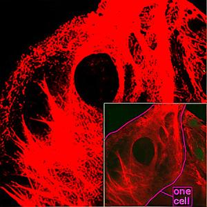 OH, HOW I'LL MISS YOUR BEAUTY IN THE NEXT LIFE