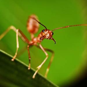 The Penny Dreadfuls Get a Cheap Bottle of Win, Go to a Brothel, and **** Your Mom