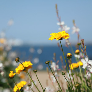 送你一朵小红花（对唱版）（翻自 赵英俊）