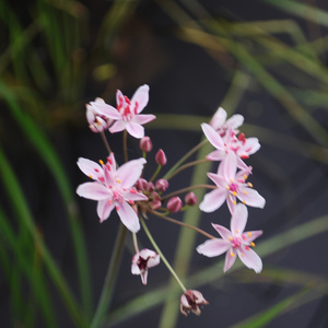 Why Do I Gotta' Sing?