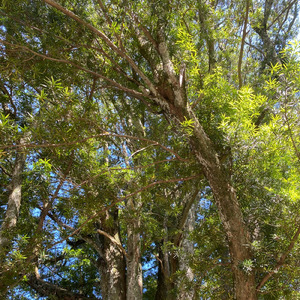 Maktub (feat. hisomi-TNP)