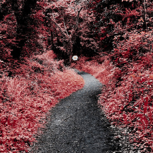 The Forest of Misery and Love