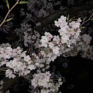 Cinnamons - Summertime (Remix）