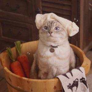 「おしべとめしべと夜の蝶々」