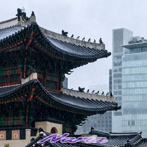 봄비 내리는 광화문 (Special Version)