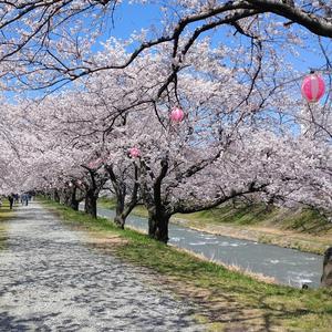 春の木漏れ日のまんなかで