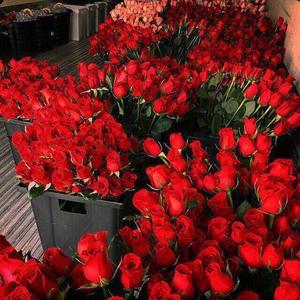 白玫瑰（翻自 群星）