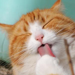 小r的多情种不完整版