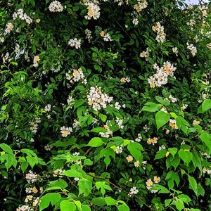 温柔起风了（轻音乐）