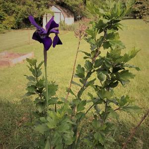 Pollinators