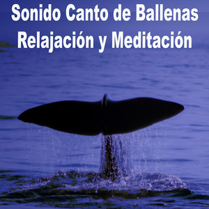 Sonidos de Ballenas
