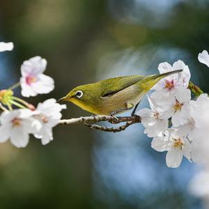 心灵治愈（钢琴曲）