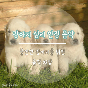 (강아지 심리 안정 음악) 여름이 한 걸음 더 다가온 날