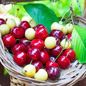 心情的故事 轻快版