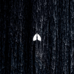Fall from Grace (Extended Mix)