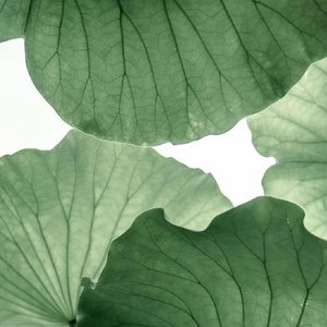 今非昨•只愿与卿梁上燕